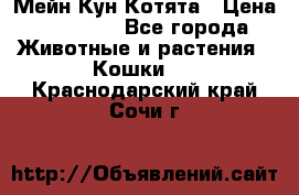 Мейн Кун Котята › Цена ­ 15 000 - Все города Животные и растения » Кошки   . Краснодарский край,Сочи г.